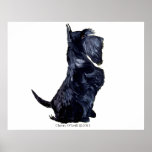 Scottie - Got Cookies? Poster