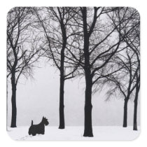 Scottie in Snowy Woods Sticker