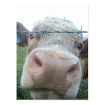 Scottish cow postcard