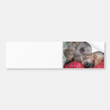 Scottish Deerhound Bumper Sticker