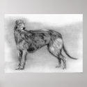 Scottish Deerhound Dog Portrait print
