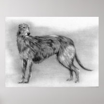 Scottish Deerhound Dog Portrait Print