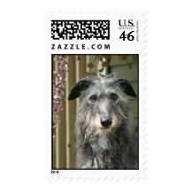 Scottish Deerhound Postage Stamps