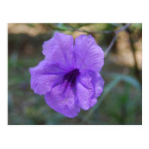Scottish flowers- Scotland postcards