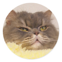 scottish fold cat stickers