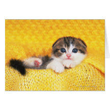 Scottish Fold; is a breed of cat with a natural Greeting Card