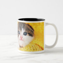 Scottish Fold; is a breed of cat with a natural Mug