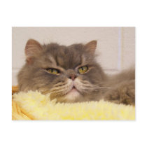 scottish fold postcard