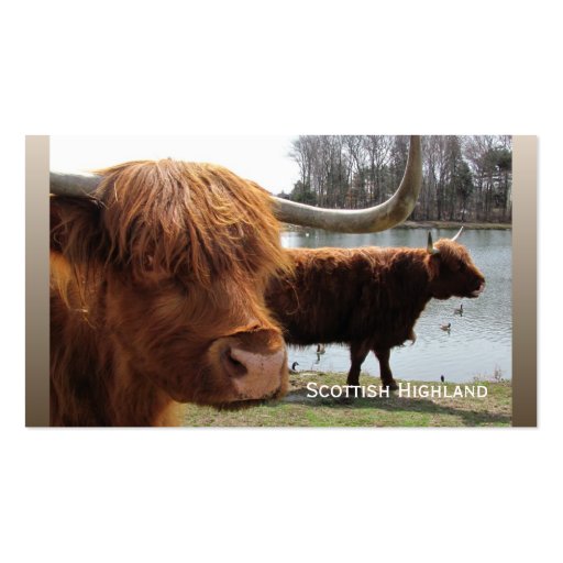 Scottish Highland cattle ~ biz card Business Card (front side)