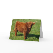 Scottish Highland Cattle Greeting Card cards