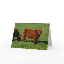 Scottish Highland Cattle Greeting Card cards