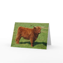 Scottish Highland Cattle Greeting Card cards