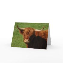 Scottish Highland Cattle Greeting Card cards