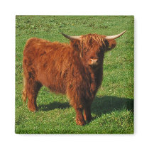 Scottish Highland Cattle Magnet