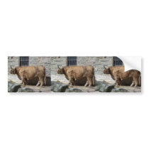 Scottish Highland Cattle Portrait bumper stickers by thekingchivas Scottish Highland Cattle Portrait bumper stickers