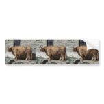 Scottish Highland Cattle Portrait Bumper Stickers