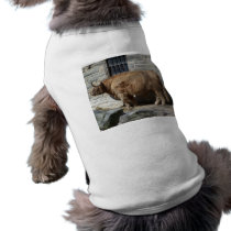 Scottish Highland Cattle Portrait pet clothing by thekingchivas Scottish Highland Cattle Portrait pet clothing