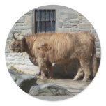 Scottish Highland Cattle Portrait Stickers