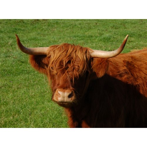 Scottish Highland Cattle Postcard postcard