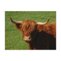 Scottish Highland Cattle Postcard by Thorninger Scottish Highland Cattle Postcard