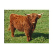 Scottish Highland Cattle Postcard