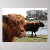 Scottish Highland Cattle ~ print