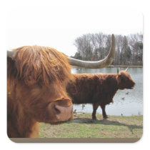 Scottish Highland Cattle ~ sticker