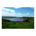 Scottish Highland posters by daceygurl Scottish Highland posters