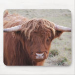 Scottish Highlander Cow