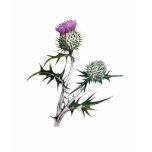 Scottish Spear Thistle T-Shirt