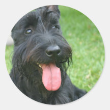 Scottish Terrier Dog Sticker