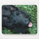 Scottish Terrier in Grass  - Cute Scotty mousepads