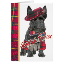 Scottish Terrier in  Kilt greeting cards