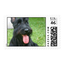 Scottish Terrier Postage Stamp