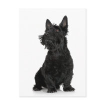 Scottish Terrier postcards