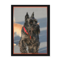 Scottish Terrier Postcard