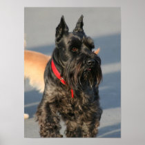 Scottish Terrier Poster