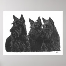 Scottish Terrier Poster