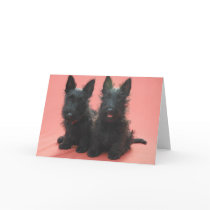 Scottish Terrier puppies greeting cards