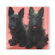 Scottish Terrier puppies magnet by treasurehutch Scottish Terrier puppies magnet