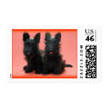 Scottish Terrier Puppies Postage