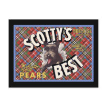 Scottish Terrier Scottys Best Dog postcards
