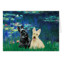 Scottish Terrier (two-BW) - Lilies 5 Card