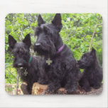 Scottish Terriers Mousepads