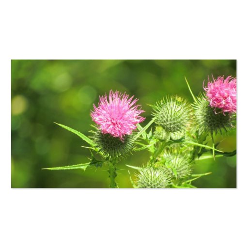 Scottish Thistle Business Card Templates