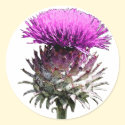 Scottish Thistle stickers