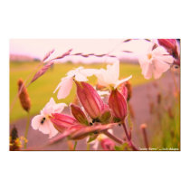scotty flower posters