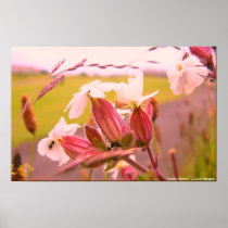 scotty flower posters