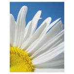 Scrapbook paper Designer Floral Daisy Flowers letterhead
