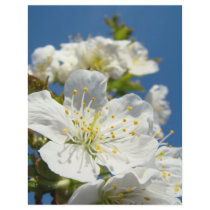 Scrapbook theme paper Cherry Blossoms Blue Sky Personalized Letterhead